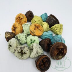 Alternative view of Szárított növény rész; Eukalyptusz termés; gomb szerű