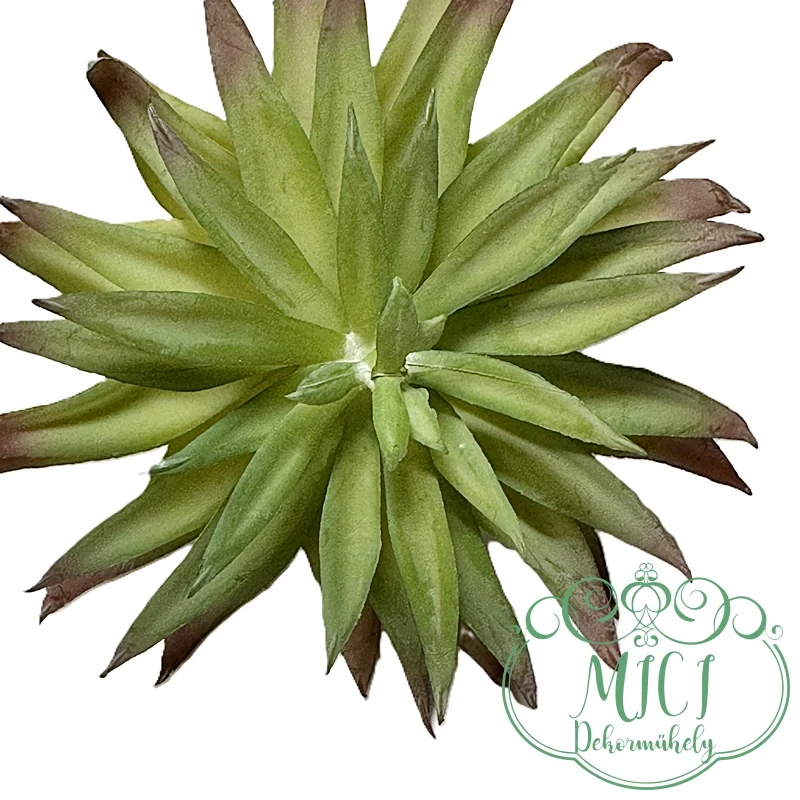 Ezekkel a pozsgás zöld növényekkel feldobhatod koszorúidat