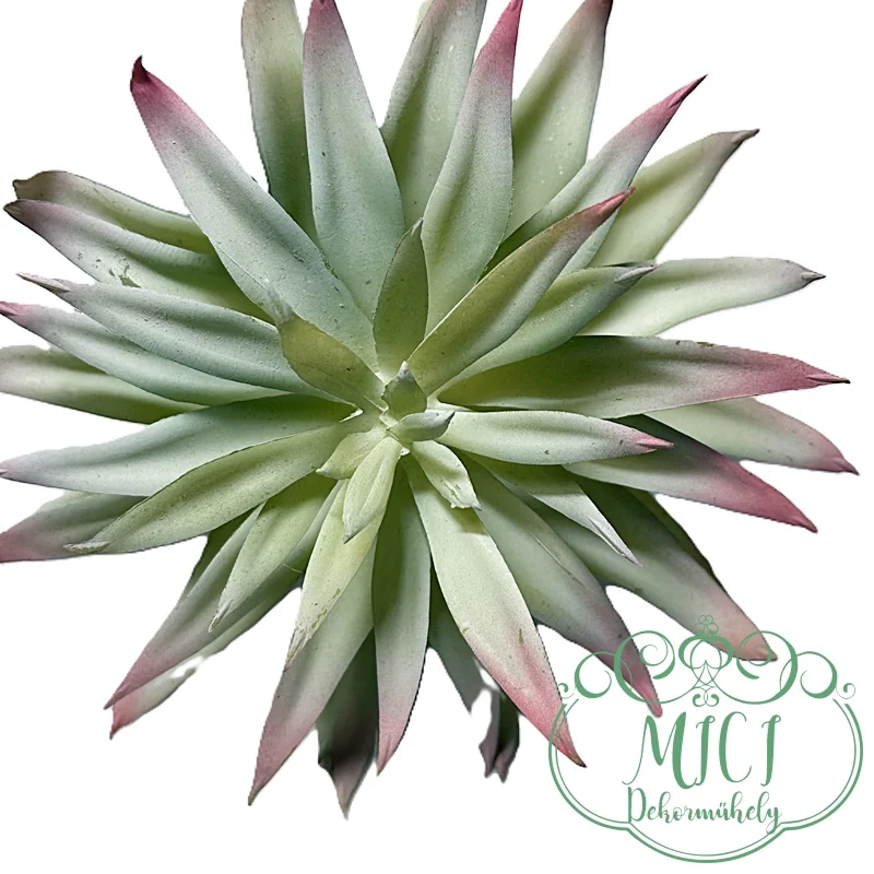 Ezekkel a pozsgás zöld növényekkel feldobhatod koszorúidat