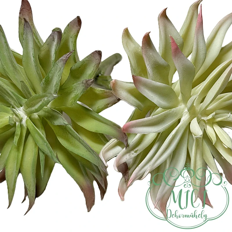 Ezekkel a pozsgás zöld növényekkel feldobhatod koszorúidat