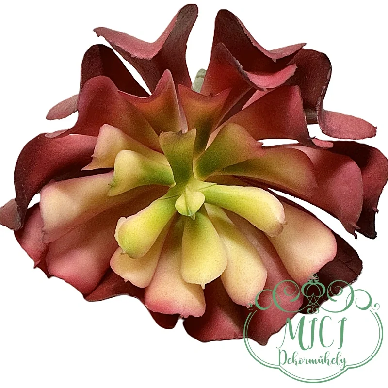 Ezekkel a pozsgás zöld növényekkel feldobhatod koszorúidat