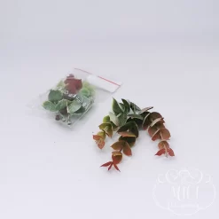 Ezekkel a pozsgás zöld növény részekkel feldobhatod koszorúidat