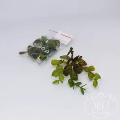 Ezekkel a pozsgás zöld növény részekkel feldobhatod koszorúidat