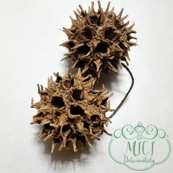 Alternative view of Szárított növény rész; Ámbrafa termés szúrós - gubacs; 2db/csomag