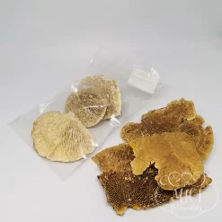 Szárított növény rész