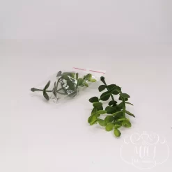 Ezekkel a pozsgás zöld növény részekkel feldobhatod koszorúidat