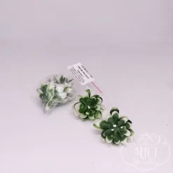 Ezekkel a pozsgás zöld növény részekkel feldobhatod koszorúidat