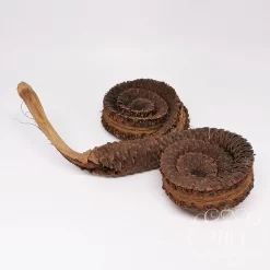 Szárított növény rész