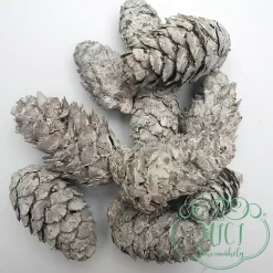 Alternative view of Szárított növény rész; Vörösfenyő termés; toboz; 3-6db/csomag