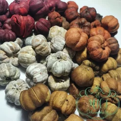 Alternative view of Szárított növény rész, Liliputi tök; 13-20db/csomag; 0,5-2cm átmérő