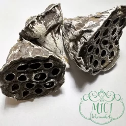 Alternative view of Szárított növény rész; Lótusz; zörgős termés; natúr barna-havas; 4-6cm/6-8cm; több méretben