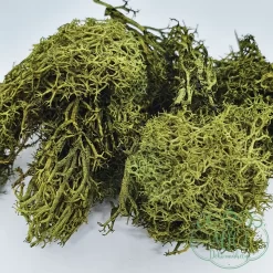 Alternative view of Izlandi zuzmó; moha; 8cm*12cm-es csomagban